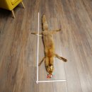 Fuchsfell Rotfuchsfell Fuchs Fell Länge 140 cm...