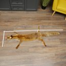 Fuchsfell Rotfuchsfell Fuchs Fell Länge 140 cm Vorleger präpariert Deko