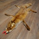 Fuchsfell Rotfuchsfell Fuchs Fell Länge 140 cm Vorleger präpariert Deko