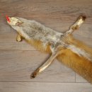 Fuchsfell Rotfuchsfell Fuchs Fell Länge 140 cm Vorleger präpariert Deko