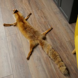 Fuchsfell Rotfuchsfell Fuchs Fell Länge 140 cm Vorleger präpariert Deko