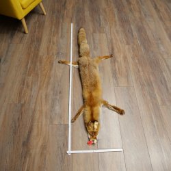 Fuchsfell Rotfuchsfell Fuchs Fell Länge 140 cm Vorleger präpariert Deko