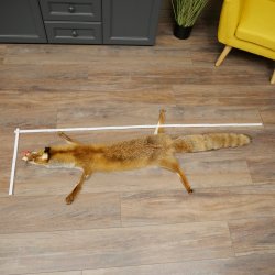 Fuchsfell Rotfuchsfell Fuchs Fell Länge 140 cm Vorleger präpariert Deko