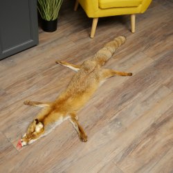 Fuchsfell Rotfuchsfell Fuchs Fell Länge 140 cm Vorleger präpariert Deko