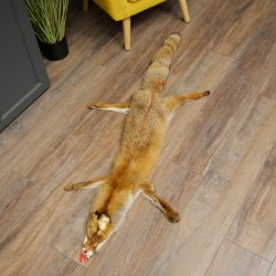 Fuchsfell Rotfuchsfell Fuchs Fell Länge 140 cm Vorleger präpariert Deko