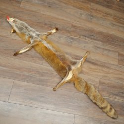 Fuchsfell Rotfuchsfell Fuchs Fell Länge 140 cm Vorleger präpariert Deko