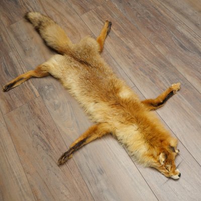 Pelle di volpe, pelle di volpe rossa, pelle di volpe, lunghezza 140 cm, tappetino preparato, decorazione