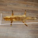 Pelle di volpe, pelle di volpe rossa, pelle di volpe, lunghezza 140 cm, tappetino preparato, decorazione