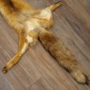 Pelle di volpe, pelle di volpe rossa, pelle di volpe, lunghezza 140 cm, tappetino preparato, decorazione