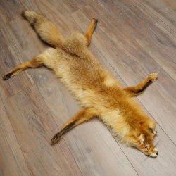 Pelle di volpe, pelle di volpe rossa, pelle di volpe, lunghezza 140 cm, tappetino preparato, decorazione