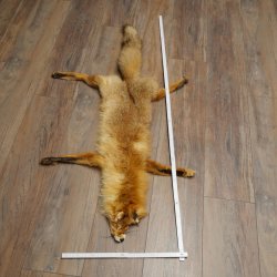 Pelle di volpe, pelle di volpe rossa, pelle di volpe, lunghezza 140 cm, tappetino preparato, decorazione