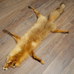 Pelle di volpe, pelle di volpe rossa, pelle di volpe, lunghezza 140 cm, tappetino preparato, decorazione