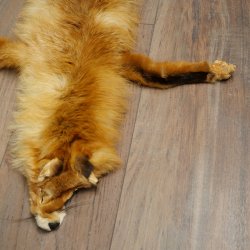 Pelle di volpe, pelle di volpe rossa, pelle di volpe, lunghezza 140 cm, tappetino preparato, decorazione