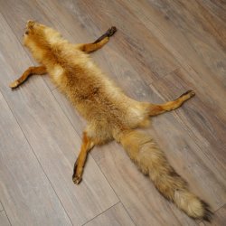 Pelle di volpe, pelle di volpe rossa, pelle di volpe, lunghezza 140 cm, tappetino preparato, decorazione