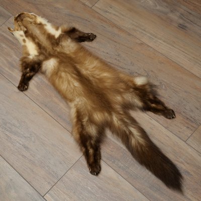 Pelle di martora Pelli di martora Pelli di martora comune Tappetino in pelle animale Lunghezza 84 cm 16/10/2017