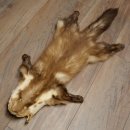 Pelle di martora Pelli di martora Pelli di martora comune Tappetino in pelle animale Lunghezza 84 cm 16/10/2017