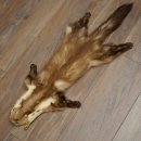 Pelle di martora Pelli di martora Pelli di martora comune Tappetino in pelle animale Lunghezza 84 cm 16/10/2017