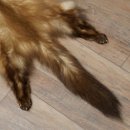 Pelle di martora Pelli di martora Pelli di martora comune Tappetino in pelle animale Lunghezza 84 cm 16/10/2017