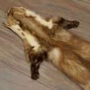 Pelle di martora Pelli di martora Pelli di martora comune Tappetino in pelle animale Lunghezza 84 cm 16/10/2017