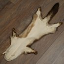 Pelle di martora Pelli di martora Pelli di martora comune Tappetino in pelle animale Lunghezza 84 cm 16/10/2017