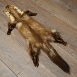 Pelle di martora Pelli di martora Pelli di martora comune Tappetino in pelle animale Lunghezza 84 cm 16/10/2017