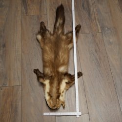 Pelle di martora Pelli di martora Pelli di martora comune Tappetino in pelle animale Lunghezza 84 cm 16/10/2017