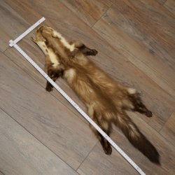 Pelle di martora Pelli di martora Pelli di martora comune Tappetino in pelle animale Lunghezza 84 cm 16/10/2017