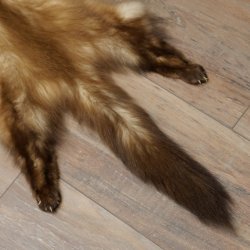 Pelle di martora Pelli di martora Pelli di martora comune Tappetino in pelle animale Lunghezza 84 cm 16/10/2017