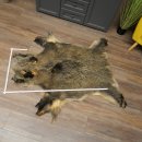 Peau de sanglier Peau de sanglier sauvage Couenne de...