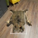 Peau de sanglier Peau de sanglier sauvage Couenne de sanglier Tapis de sol Longueur 180 cm 87.6.41