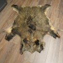 Peau de sanglier Peau de sanglier sauvage Couenne de sanglier Tapis de sol Longueur 180 cm 87.6.41