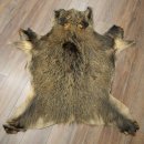 Peau de sanglier Peau de sanglier sauvage Couenne de sanglier Tapis de sol Longueur 180 cm 87.6.41