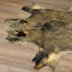 Peau de sanglier Peau de sanglier sauvage Couenne de sanglier Tapis de sol Longueur 180 cm 87.6.41