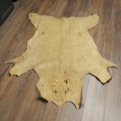 Peau de sanglier Peau de sanglier sauvage Couenne de sanglier Tapis de sol Longueur 180 cm 87.6.41