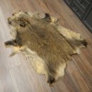 Peau de sanglier Peau de sanglier sauvage Couenne de...