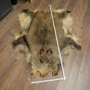 Peau de sanglier Peau de sanglier sauvage Couenne de...
