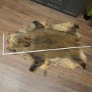 Peau de sanglier Peau de sanglier sauvage Couenne de sanglier Tapis de sol Longueur 180 cm 87.6.41