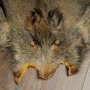 Peau de sanglier Peau de sanglier sauvage Couenne de sanglier Tapis de sol Longueur 180 cm 87.6.41