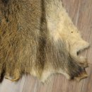 Peau de sanglier Peau de sanglier sauvage Couenne de sanglier Tapis de sol Longueur 180 cm 87.6.41