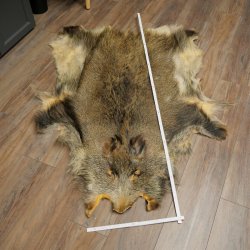 Peau de sanglier Peau de sanglier sauvage Couenne de sanglier Tapis de sol Longueur 180 cm 87.6.41