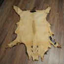 Peau de sanglier Peau de sanglier sauvage Couenne de sanglier Tapis de sol Longueur 180 cm 87.6.41