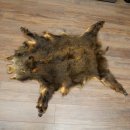 Peau de sanglier Peau de sanglier sauvage Couenne de sanglier Tapis de sol Longueur 180 cm 87.6.41