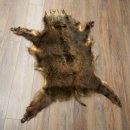 Peau de sanglier Peau de sanglier sauvage Couenne de sanglier Tapis de sol Longueur 180 cm 87.6.41