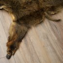 Peau de sanglier Peau de sanglier sauvage Couenne de sanglier Tapis de sol Longueur 180 cm 87.6.41