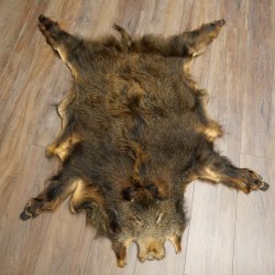 Peau de sanglier Peau de sanglier sauvage Couenne de sanglier Tapis de sol Longueur 180 cm 87.6.41