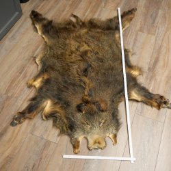 Peau de sanglier Peau de sanglier sauvage Couenne de sanglier Tapis de sol Longueur 180 cm 87.6.41