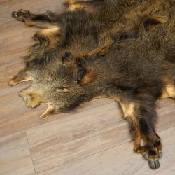 Peau de sanglier Peau de sanglier sauvage Couenne de sanglier Tapis de sol Longueur 180 cm 87.6.41