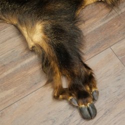 Peau de sanglier Peau de sanglier sauvage Couenne de sanglier Tapis de sol Longueur 180 cm 87.6.41