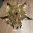 Peau de sanglier Peau de sanglier sauvage Couenne de...