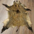 Peau de sanglier Peau de sanglier sauvage Couenne de sanglier Tapis de sol Longueur 180 cm 87.6.41